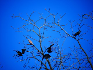 birds on a tree