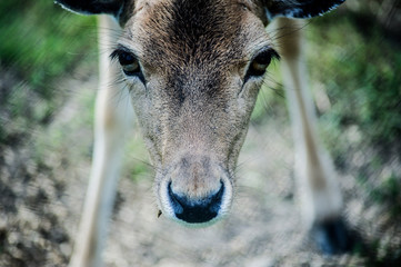 Sarna z bliska © Jacek