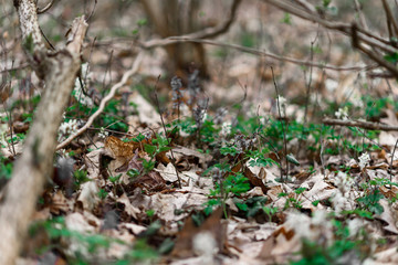 spring leaves on the ground