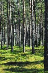 Fototapeta na wymiar Trees In Forest