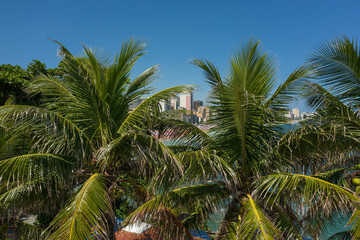 Palm trees at the beginning of Leblon beach in Rio de Janeiro