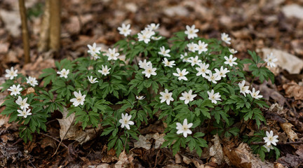 white flowers in the forest