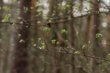 spring in the forest