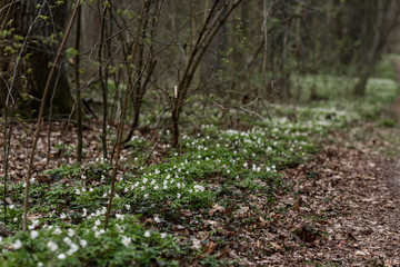 Obraz premium spring in the forest