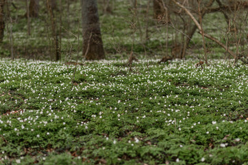 Fototapeta premium wild flowers in the forest