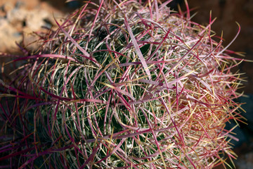 las Vegas, Arizona,USA - 2020/01/04 - winter trip to Valley of Fire National Park