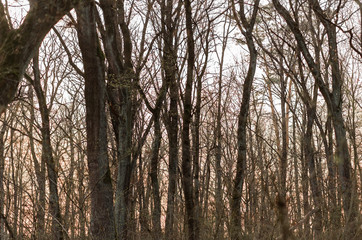 sunset in the forest