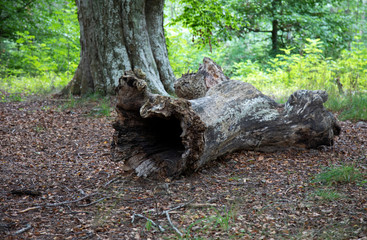 
Old forged tree in the park