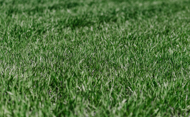green grass background