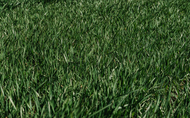 green grass in the wind