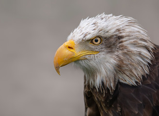 Portrait of american eagle with light gray background