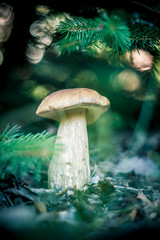 Grzybobranie © Jacek