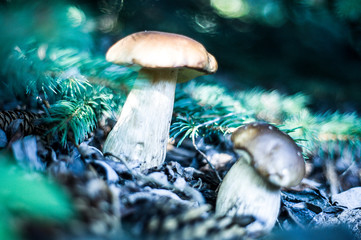 Grzybobranie © Jacek