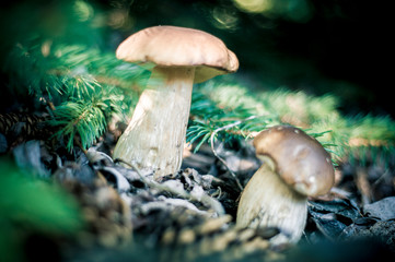 Grzybobranie © Jacek