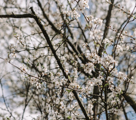 cherry blossom in spring