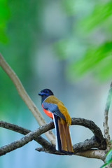 Malabar Trogon