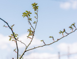 branch of a tree against blue sky