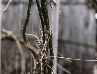 great tit parus major