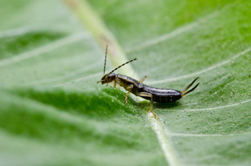 Earwig Up Close