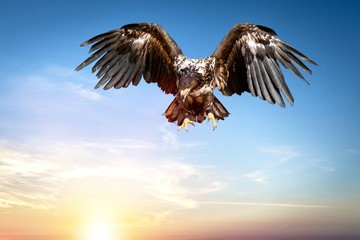 Soaring.