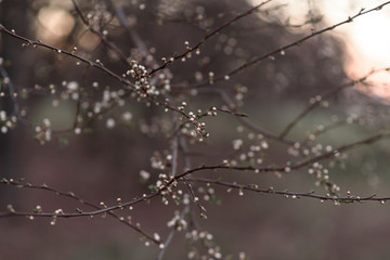 spider web on the morning dew