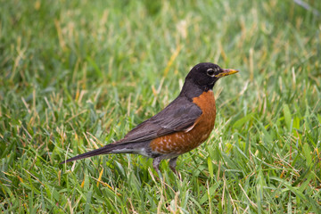 American robin (Wanderdrossel, Turdus migratorius) 