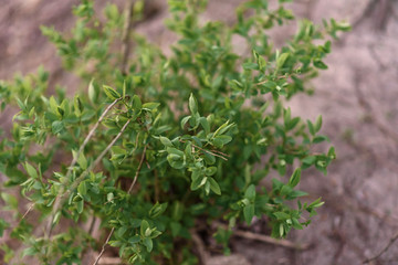close up of fresh green grass