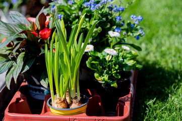 Gardener plants flowers in the garden in the spring