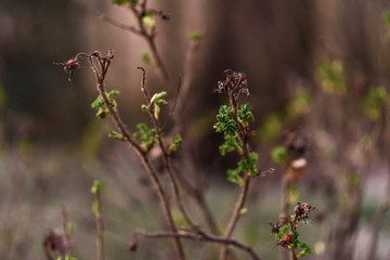 wild red flowers