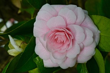 Camellia flowers on tree branches close-up