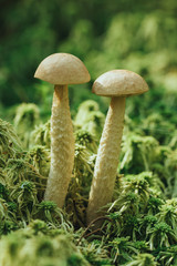 Beautiful boletus mushrooms growing in swamp moss. A pair of edible mushrooms in forest. Rough boletus or Leccinum closeup. Vertical photo in sunny day. Wild mushrooms in green grass in nature