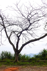 dead tree in the middle of nowhere