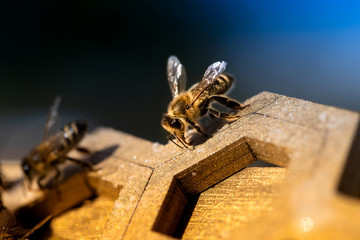 Honey bee 