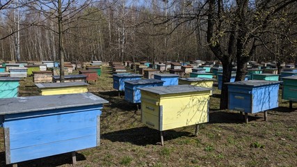 Multicolored bee hives in the field