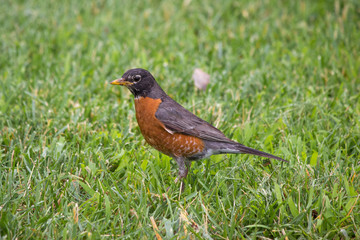 American robin (Wanderdrossel, Turdus migratorius) 