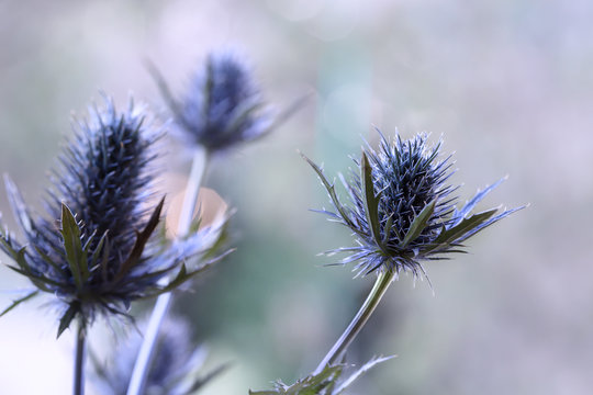 Close-up Of Thistle Against Blurred Background