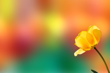 yellow tulip isolated against blurred background