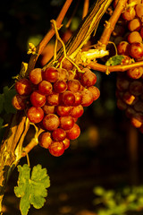 Racimos de uva fresca en viñedos italianos