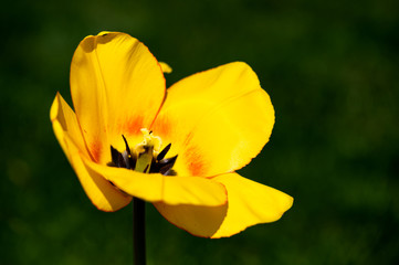yellow tulip isolated against blurred green background
