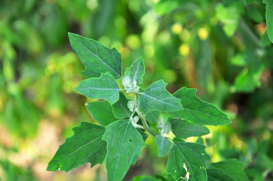 In nature, the grows Chenopodium album