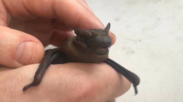 bat grimaces in human hands