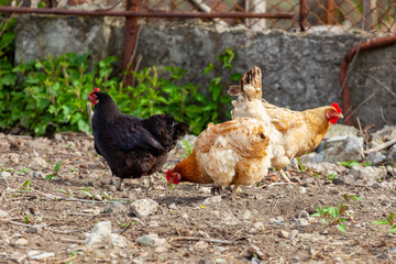 healthy hens on green grass outside in rural yard