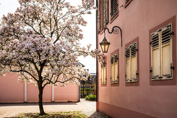 Magnolienbaum vor mediterranem Gebäude 