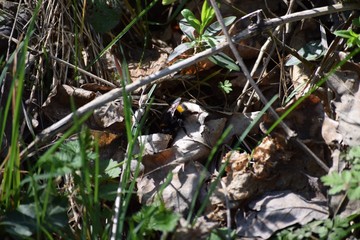 buff-tailed-Bumblebee