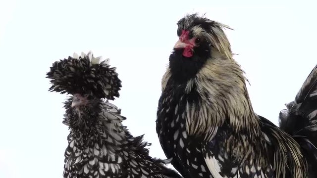 Colored crested decorative hen, fluffy funny fancy feather head at white background in studio. Slow motion. Close up