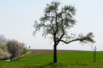 Obstbaum mit Hochstand im Hintergrund