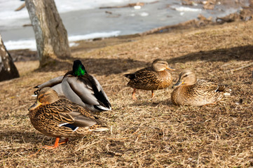 Wild ducks and drakes on the riverbank in spring.