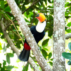 Toucan in the Brazilian forest. Photographed in Espirito Santo State, Brazil.
