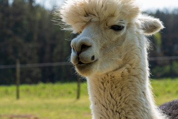 Obraz premium weißer Alpaka