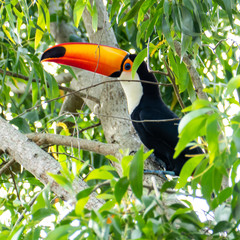 Toucan in the Brazilian forest. Photographed in Espirito Santo State, Brazil.